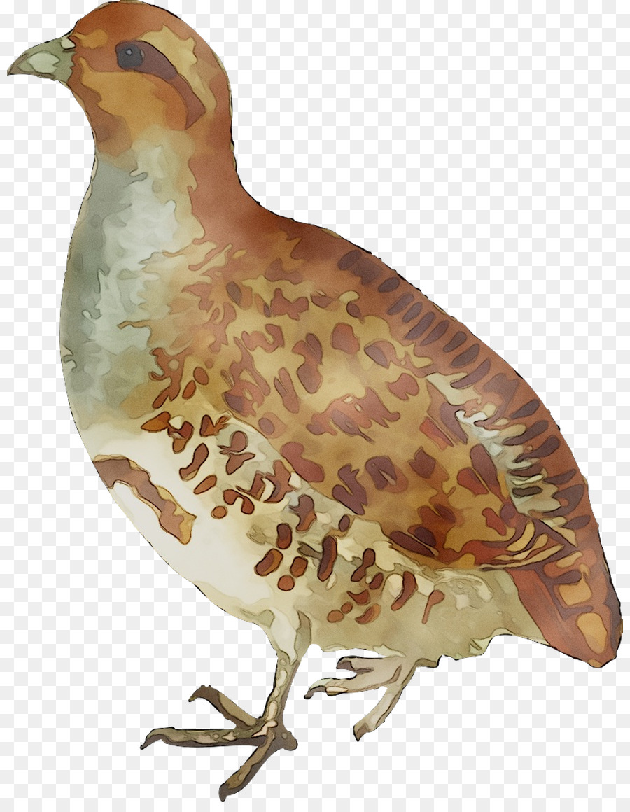 La Perdrix，Oiseau PNG