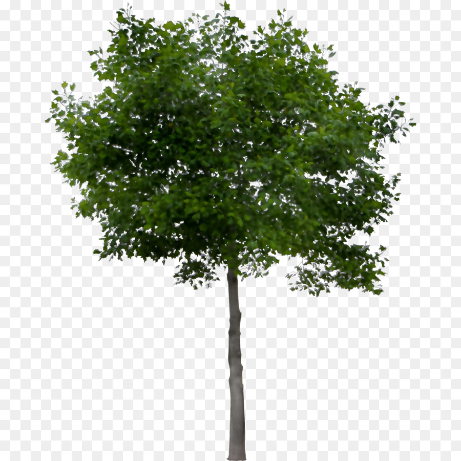 Arbre Vert，Usine PNG