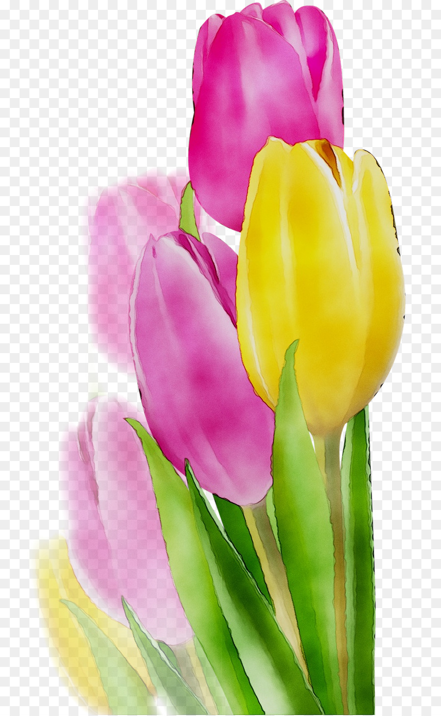 Tulip，Les Fleurs Coupées PNG