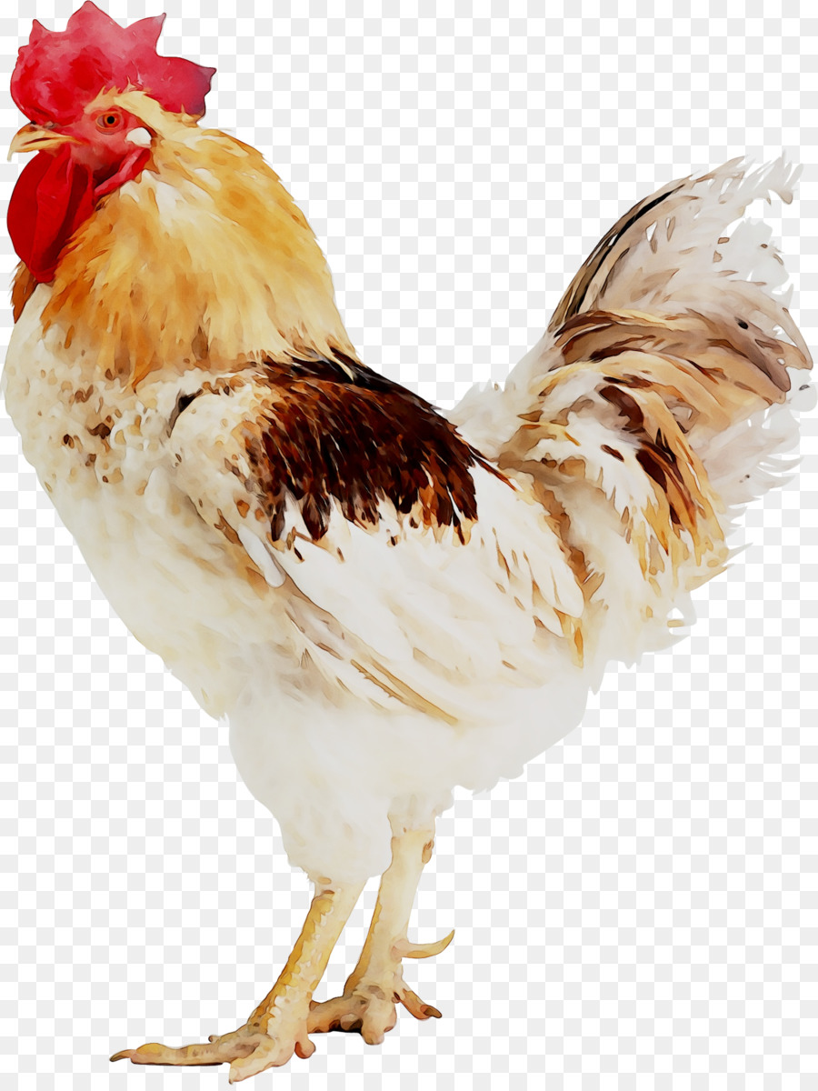 Poulet，De Poulets De Chair PNG