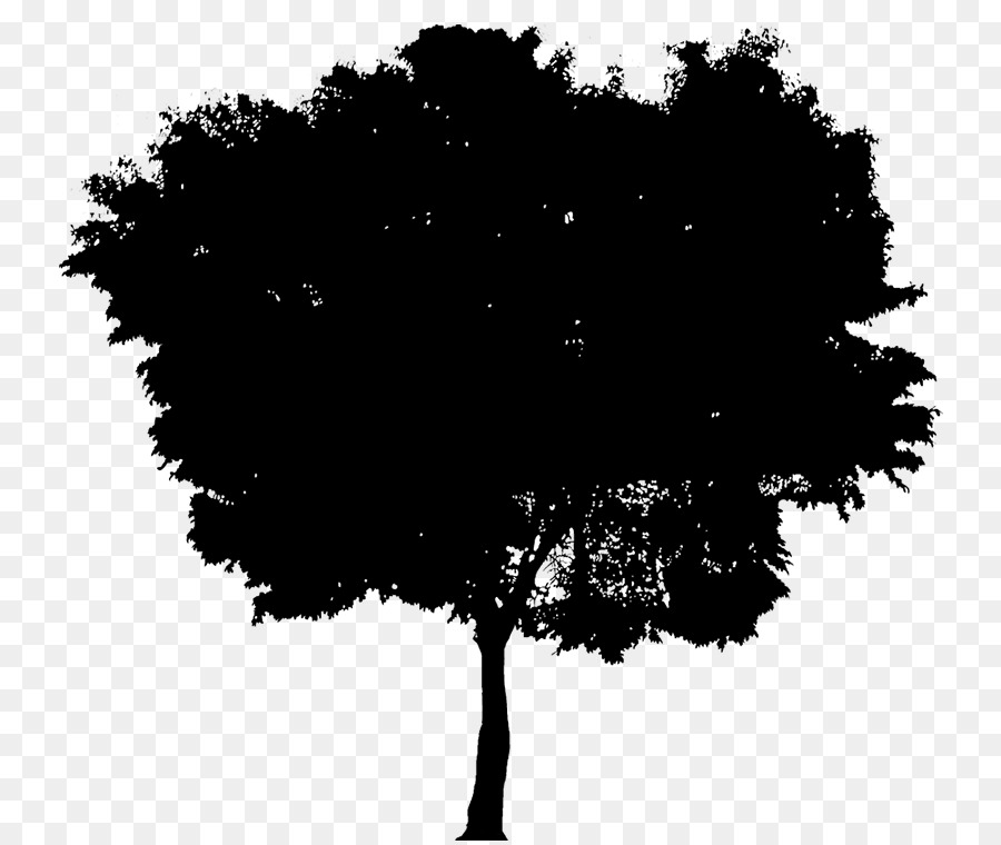 Silhouette D'arbre，Feuilles PNG