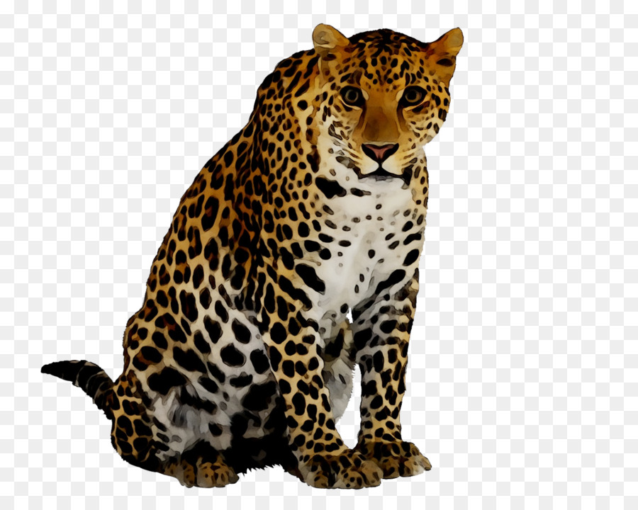 Guépard，Taches PNG