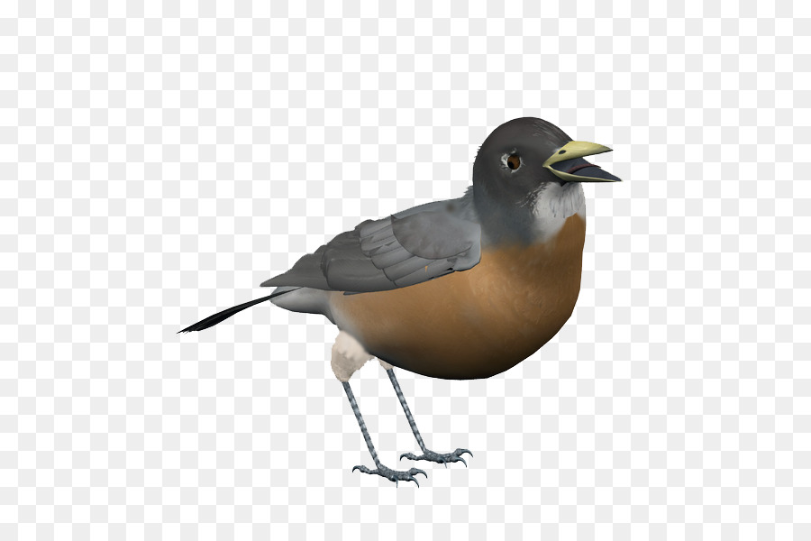 Petit Oiseau，Plumes PNG