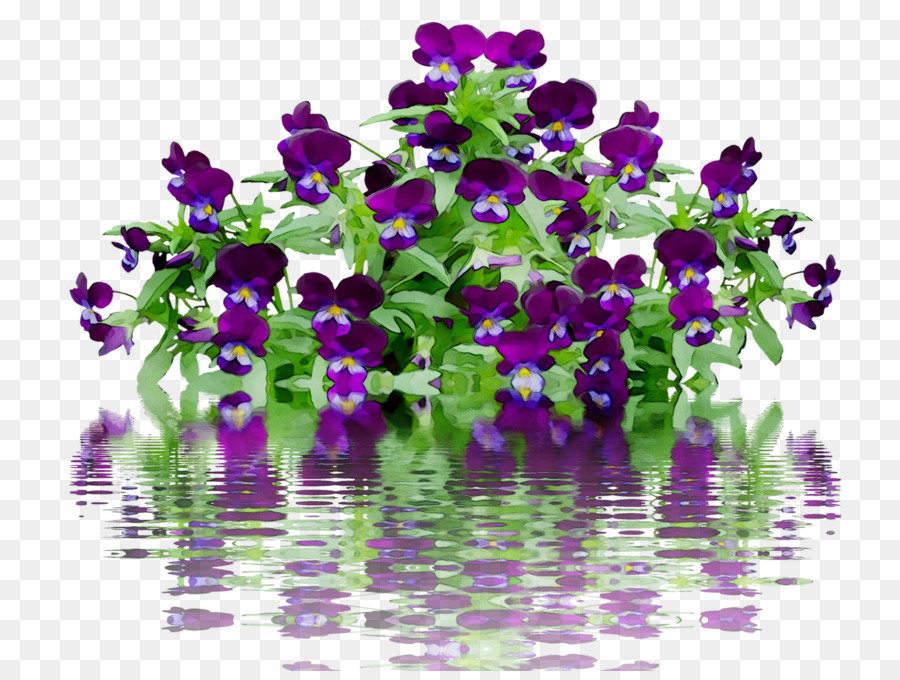 Plante Annuelle，Violet PNG