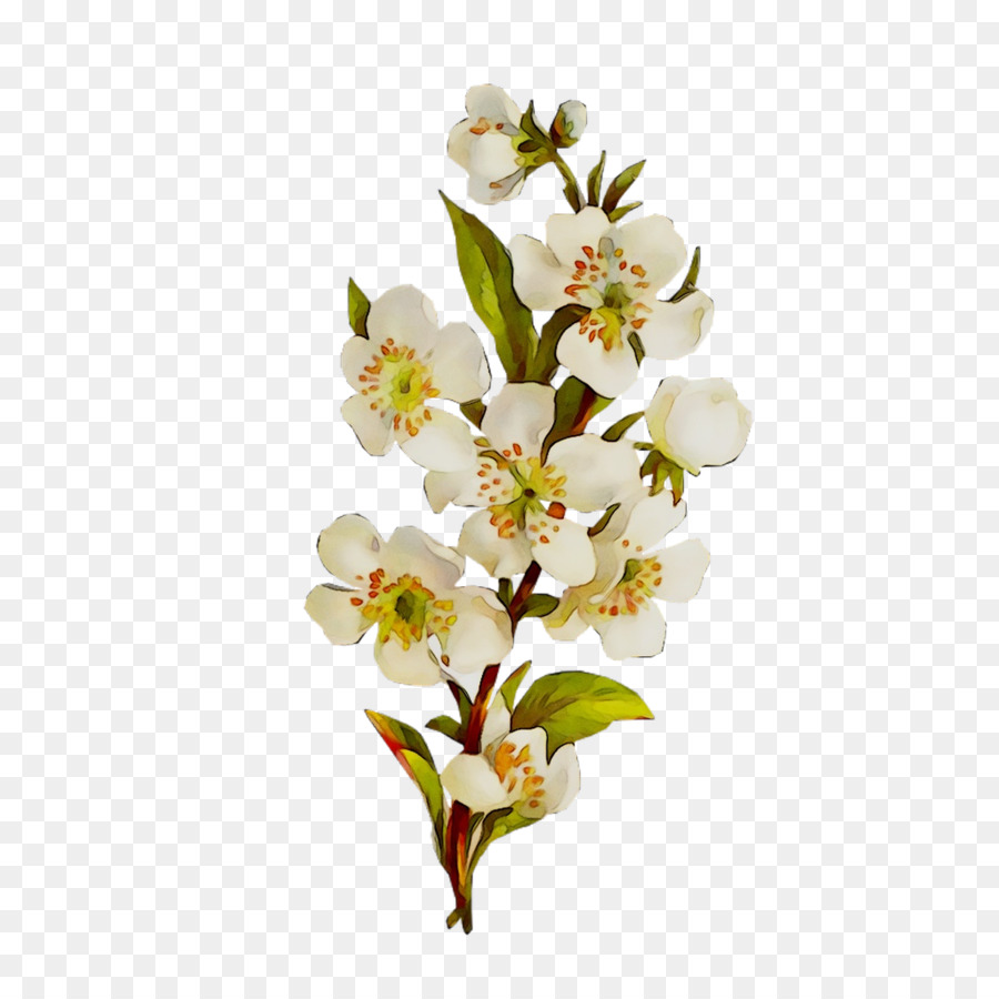 Fleurs Blanches，Fleurir PNG