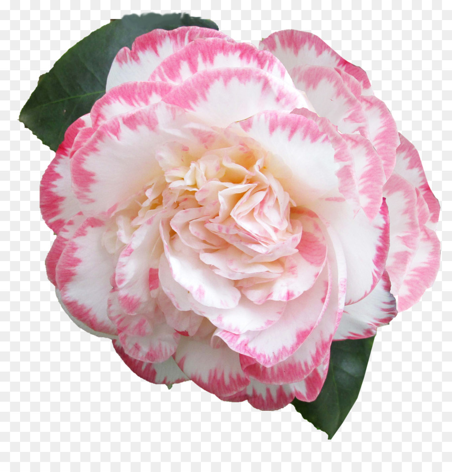 Fleur Rose，Floraison PNG