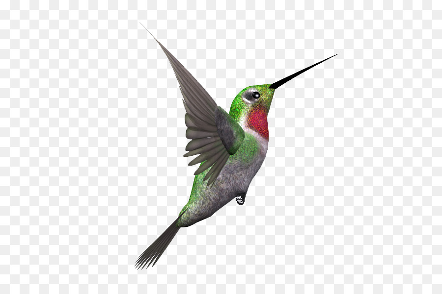 Oiseau，Kingfisher PNG