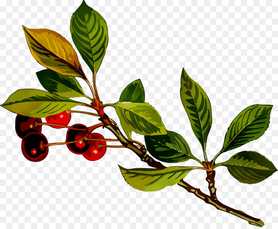 Aronia，Fiveflavor Berry PNG