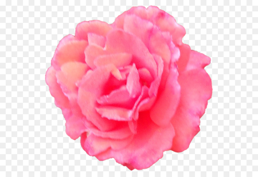 Les Roses De Jardin，Chou Rose PNG