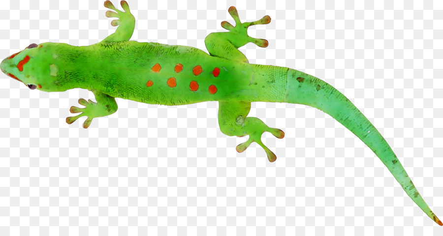 Gecko，Commune D'iguanes PNG