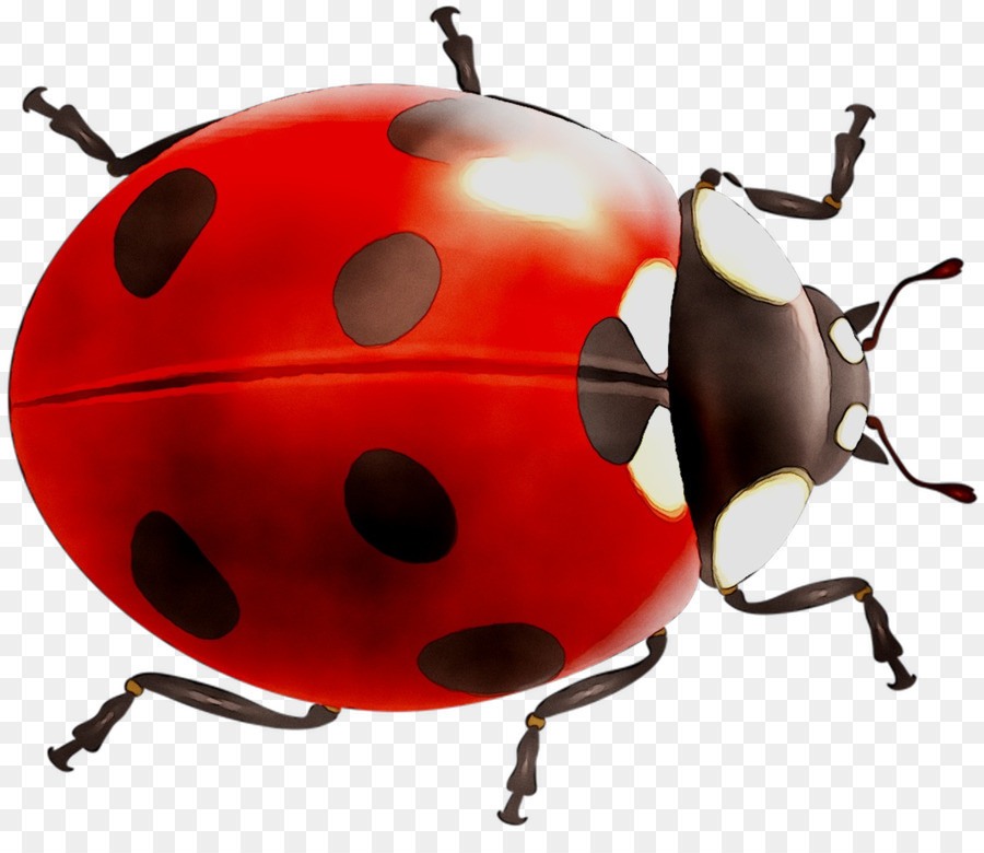 Coccinelle，Bogue PNG