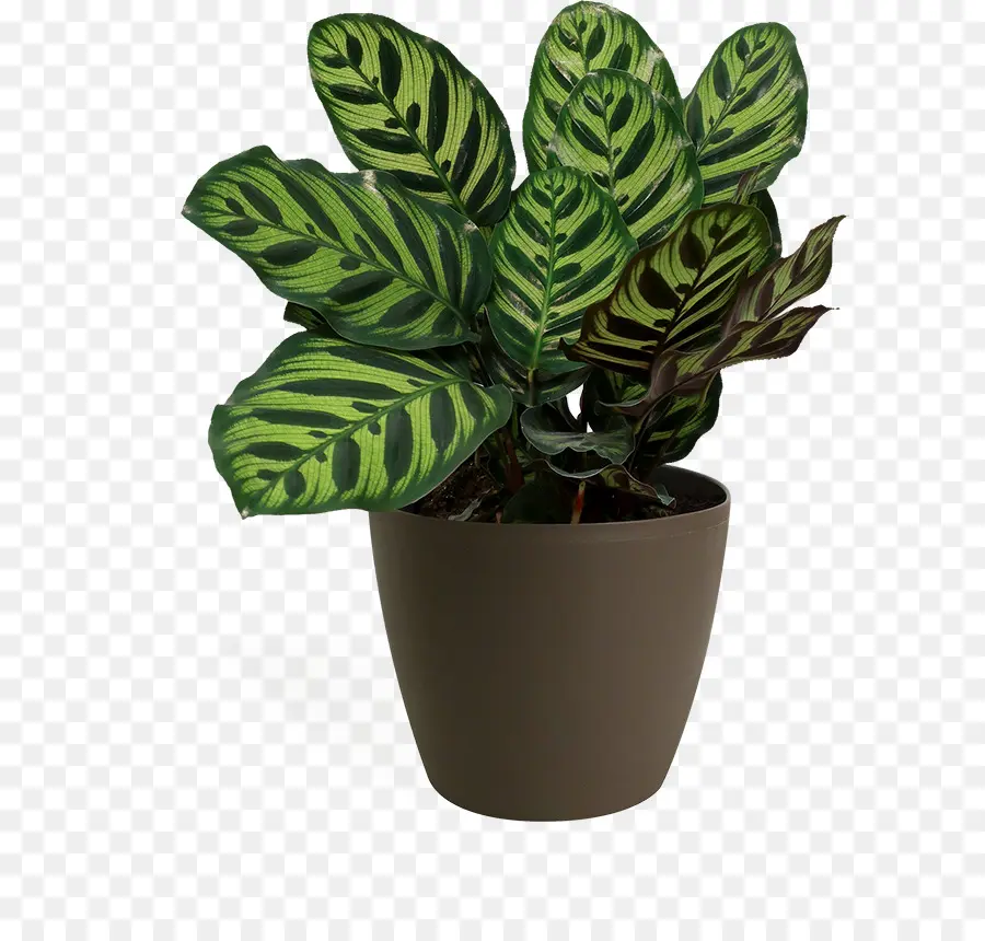 Paon Plante，Feuille PNG