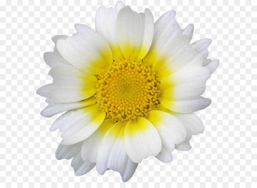 Marguerite Blanche，Marguerite PNG