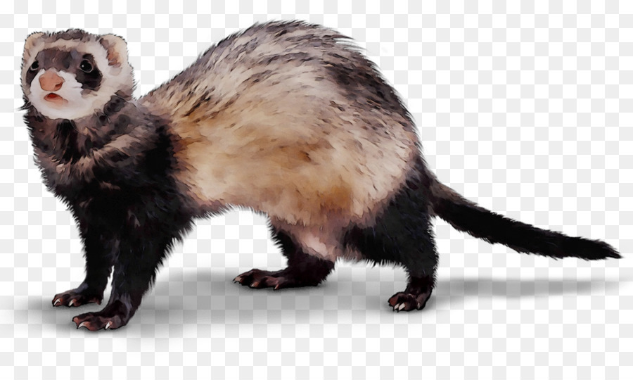 Furet，Animal De Compagnie PNG