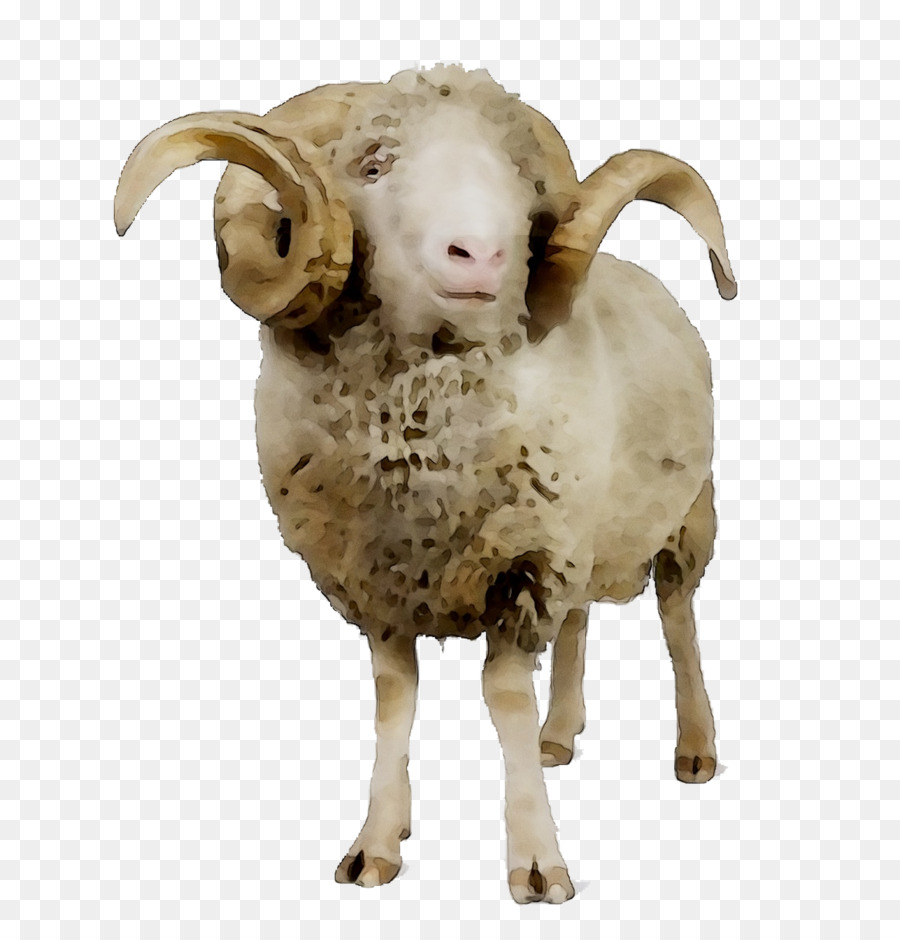 Mouton，Bétail PNG