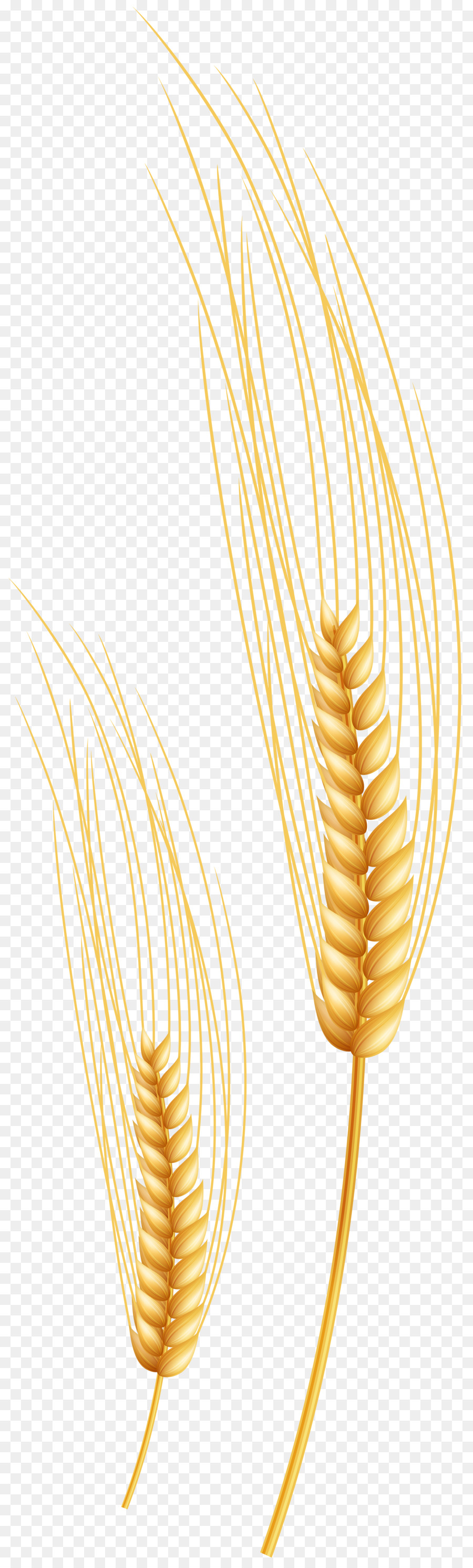 Blé，Grain PNG