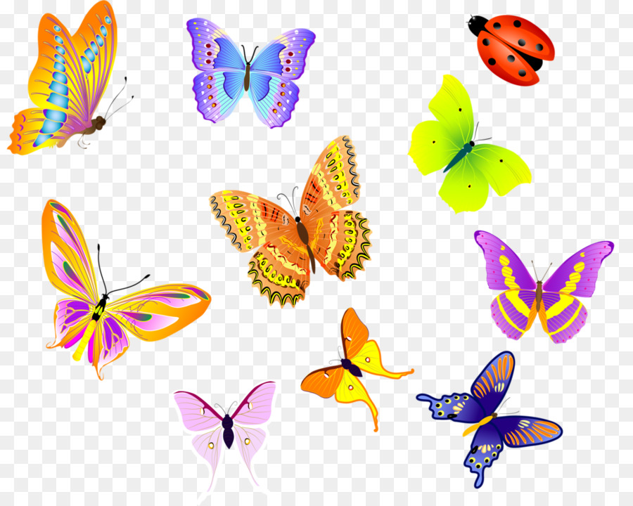 Les Insectes，Papillon PNG