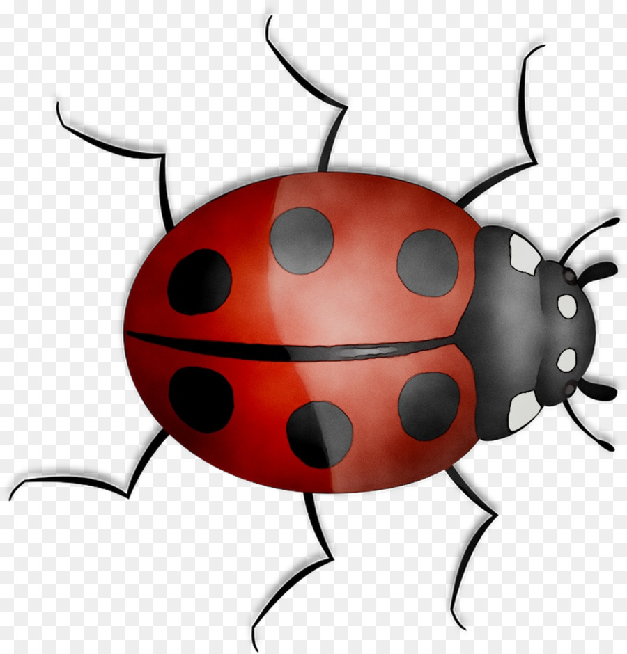 Coccinelle，Bogue PNG