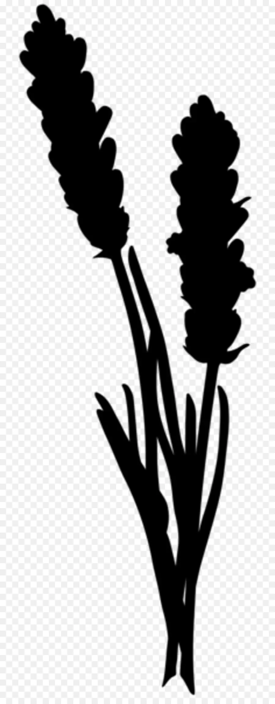 Silhouette De Lavande，Fleur PNG