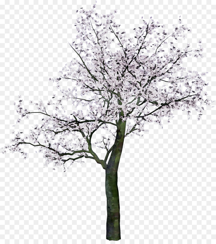 Arbre，Bifurquer PNG