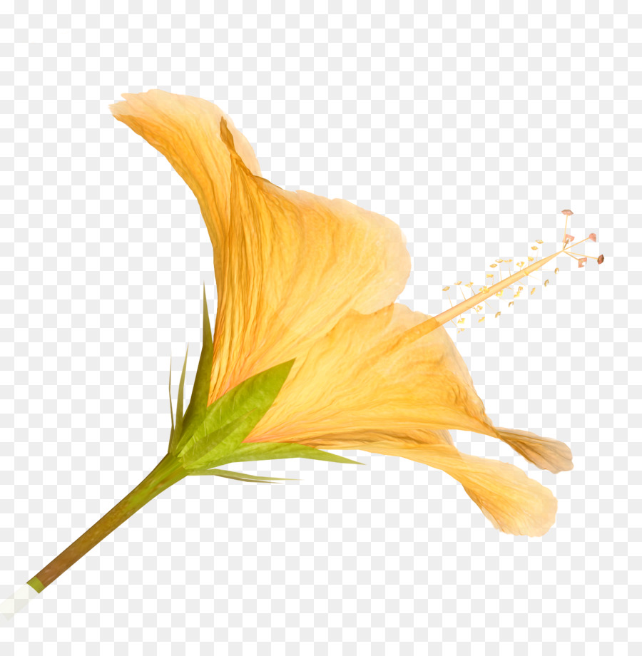 Fleur，Blanc PNG