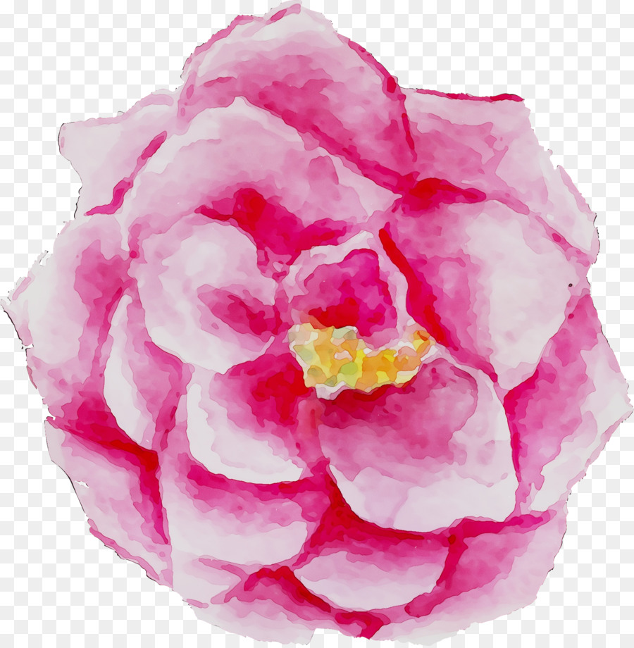 Rose Du Chou，Roses De Jardin PNG