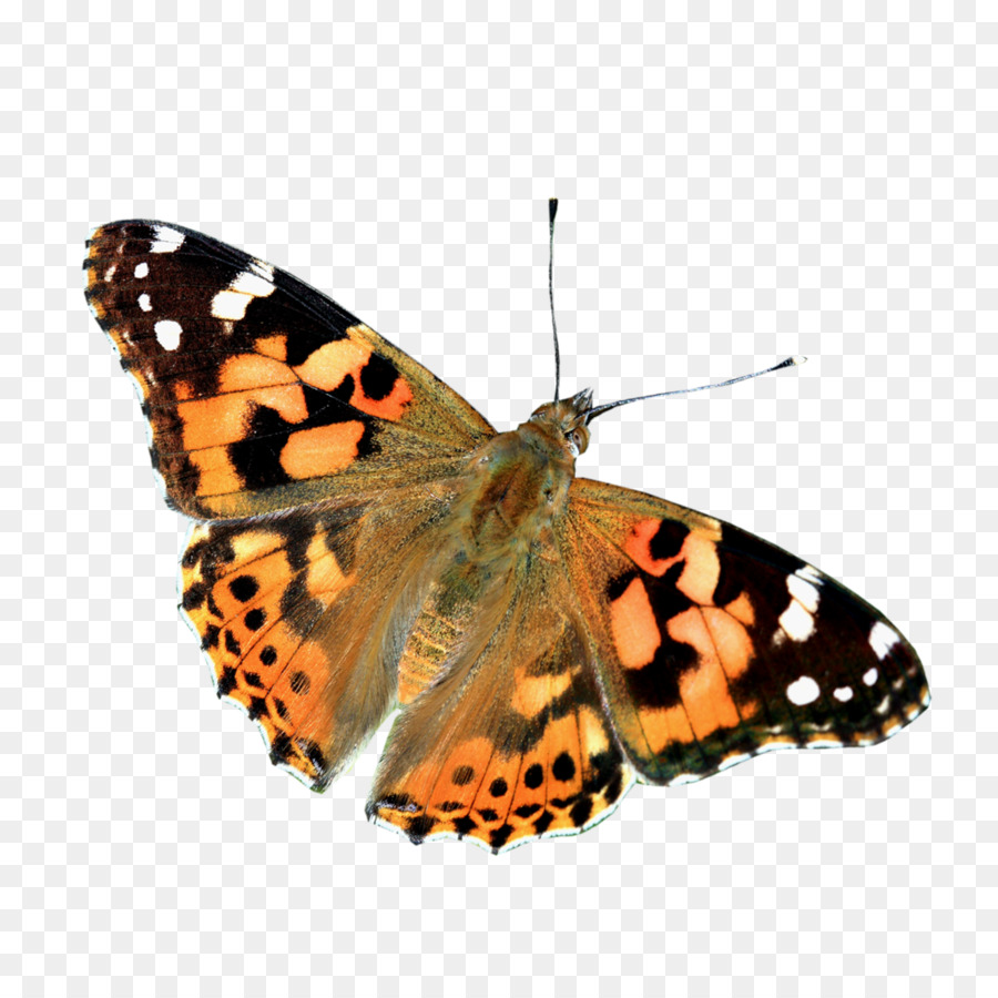 Papillon，Brun PNG