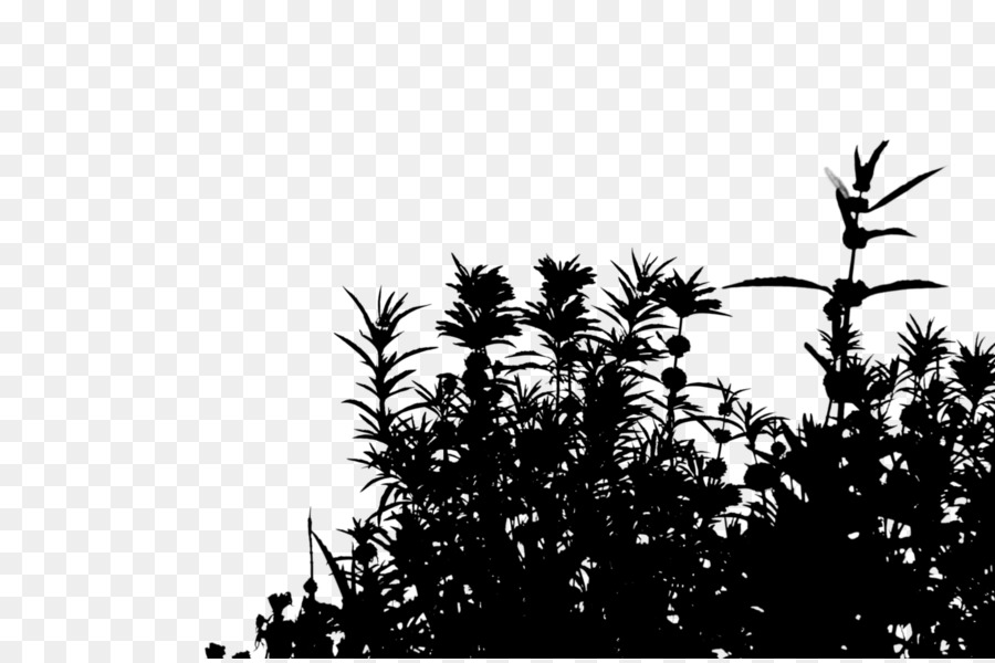 Arbuste，Les Palmiers PNG