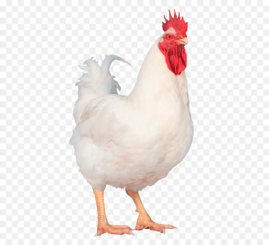 Coq，Poulet PNG