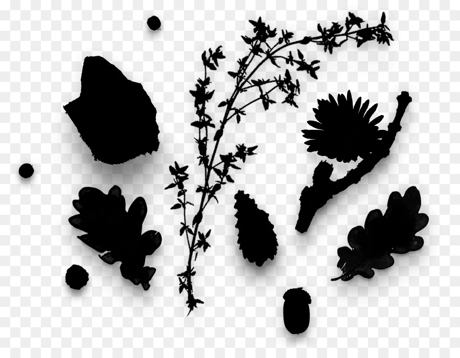 Silhouette，Feuille PNG