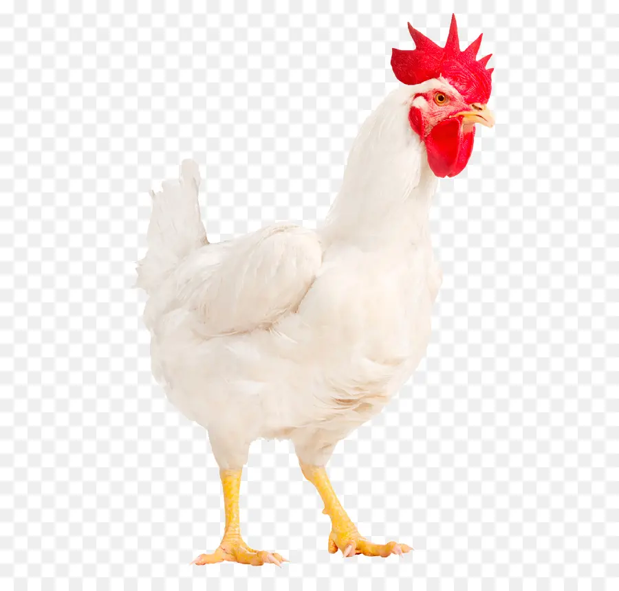 Coq，Poulet PNG