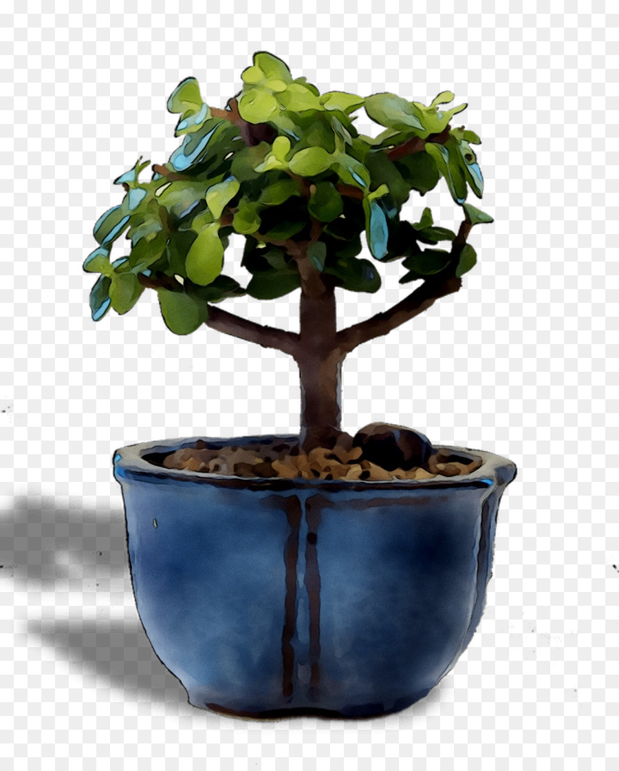 Chinois Douce Prune，Arbre PNG