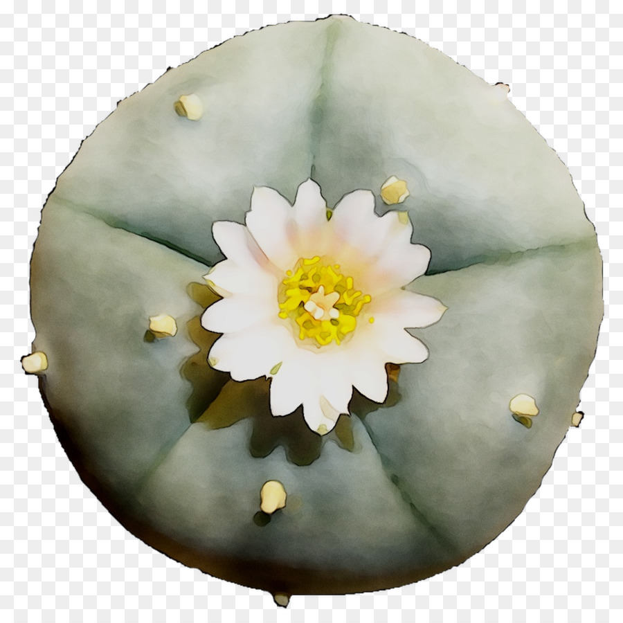 Fleur， PNG