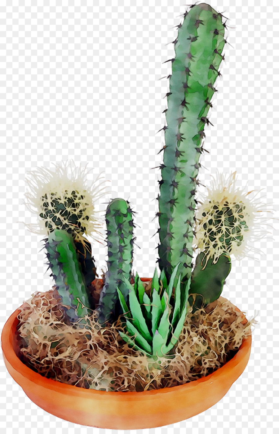 Cactus，Désert PNG