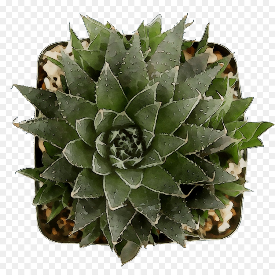 Agave Tequilana，L'aloe Vera PNG