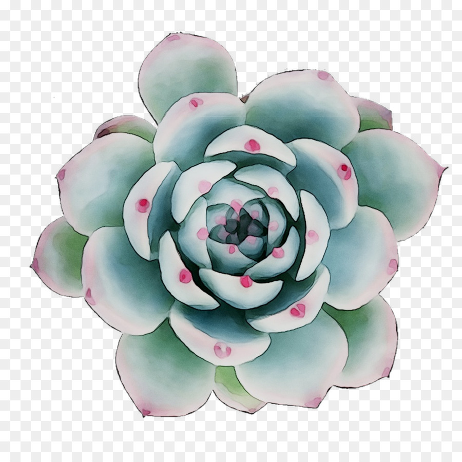 Succulent，Vert PNG