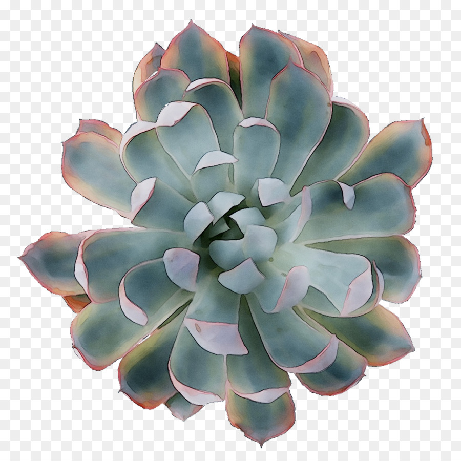 Plante Succulente，Verdure PNG