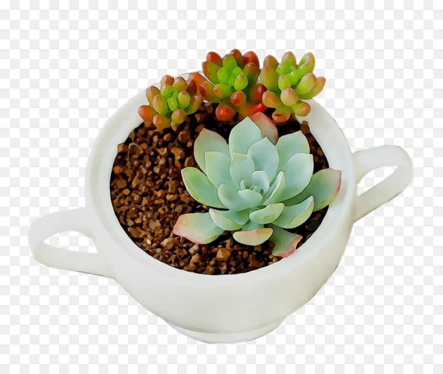 Plante D'intérieur，Flowerpot PNG