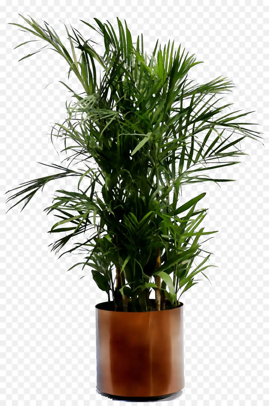 Plante En Pot，Verdure PNG