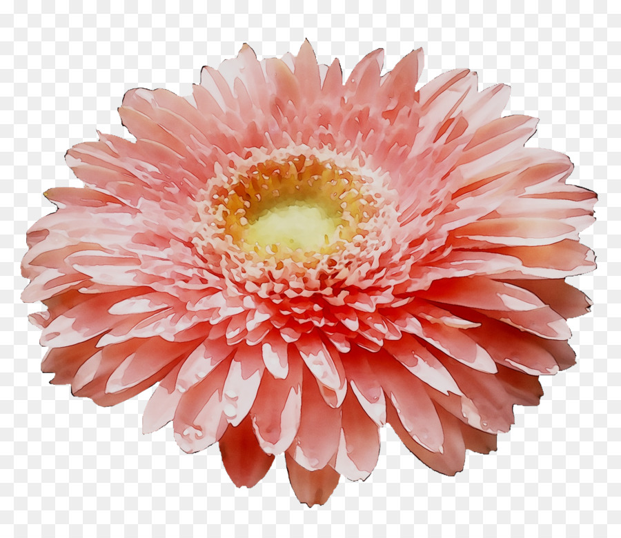 Fleur，Floraison PNG