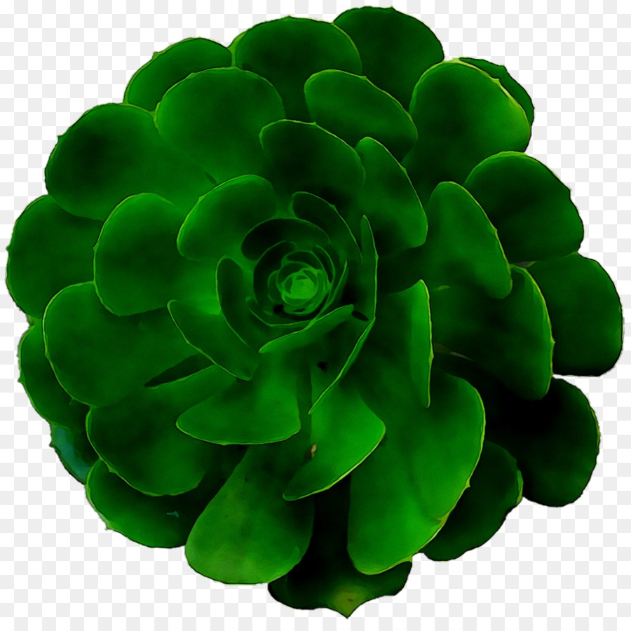 Succulent，Vert PNG