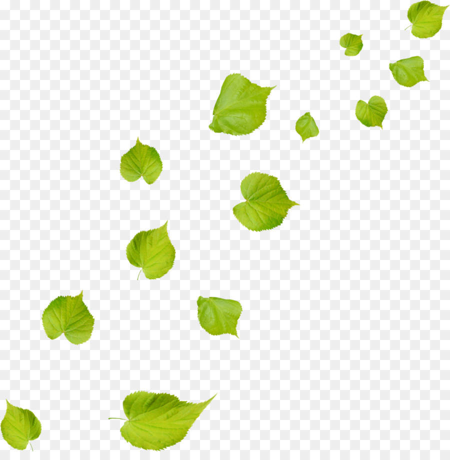 Feuilles Vertes，Feuillage PNG