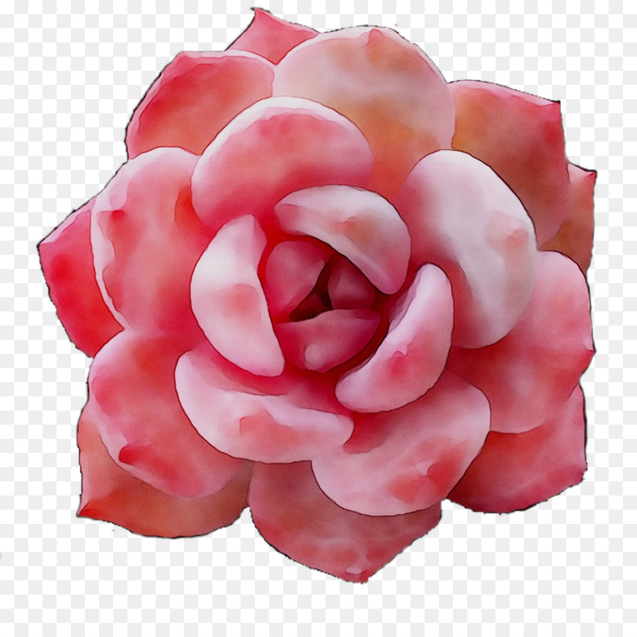 Rose，Floraison PNG