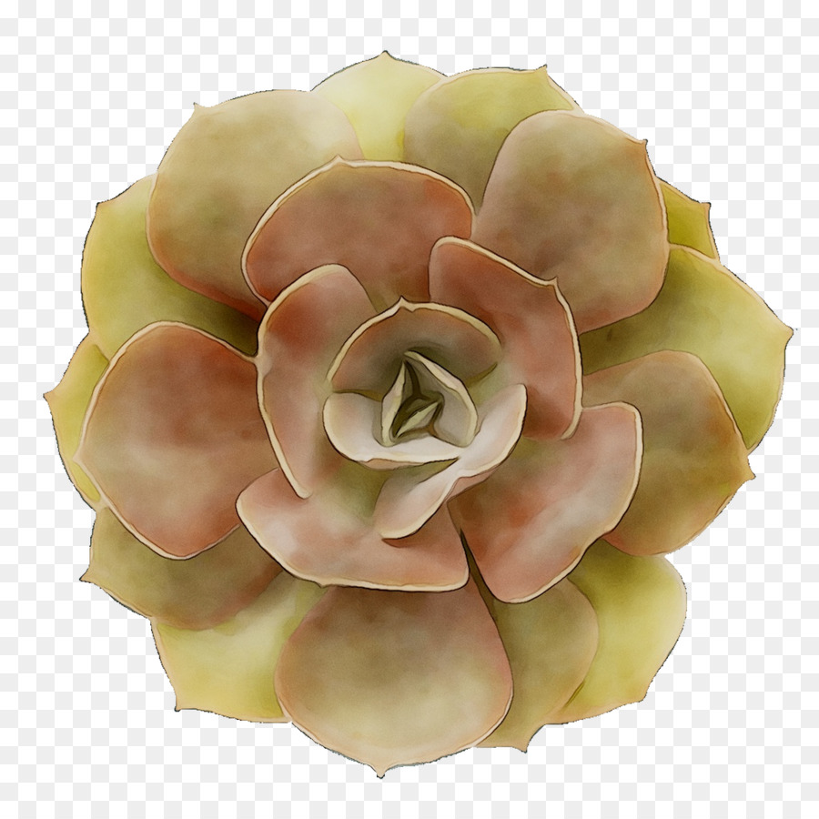 Succulent，Vert PNG