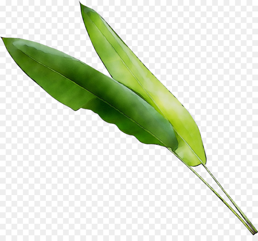 Feuille，Légumes PNG