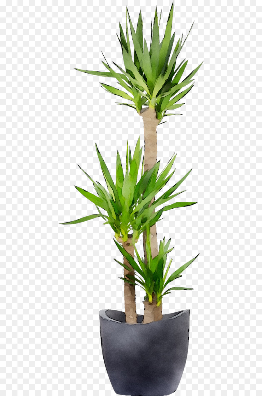 Plante D'intérieur，Flowerpot PNG