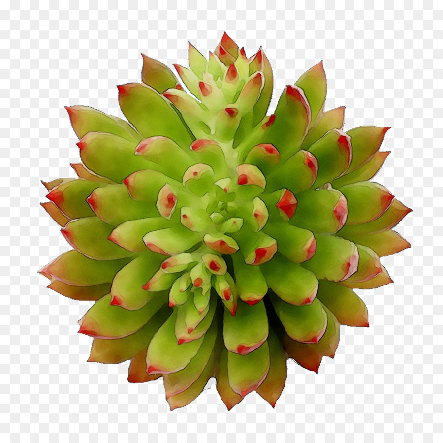 Succulent，Vert PNG