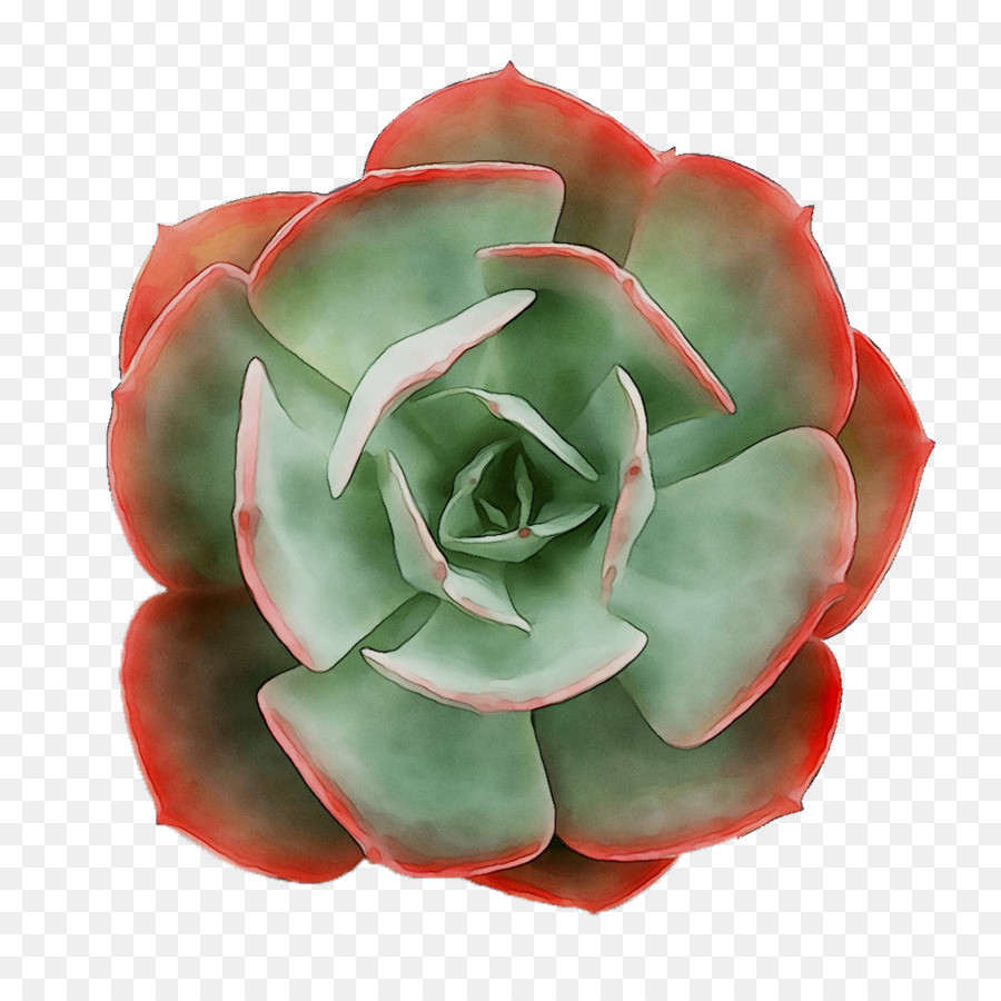 Succulent，Vert PNG