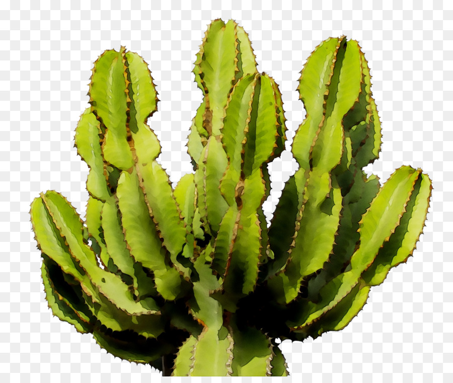 Plante Succulente，L'art PNG