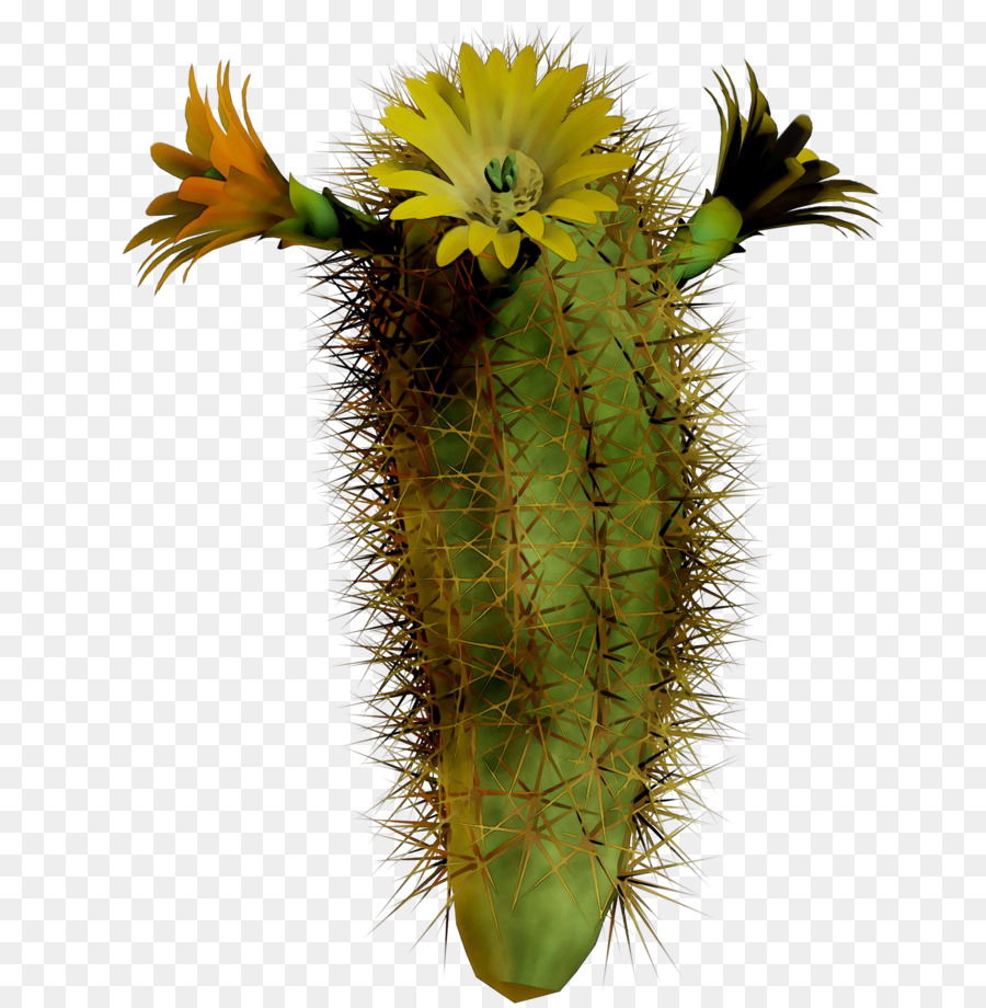 Cactus，Désert PNG